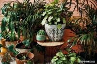 买花盆材质、深浅、尺寸的选择指南，挑个好盆，养花难度降低几倍