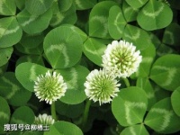 【古诗词鉴赏】宋代词人范成大《秦楼月·楼阴缺》词赏析