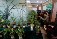 艺兰六字：温、湿、风、光、水、肥｜杜甫草堂兰花展