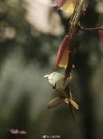 看仔细！这是螳螂不是花