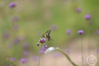 “盛夏”（87） | 上游主题摄影征稿作品展——谭昌藩作品