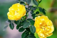 《简爱》：一个女人，拥有真正的生命和自由，是从学会自愈开始的