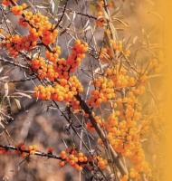 山的事情都写在吕梁的云里 沙棘中的方山