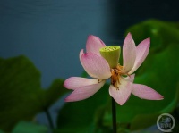 “盛夏”（98） | 上游主题摄影征稿作品展——李维平作品