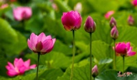 盛夏荷韵