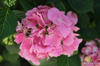 真正过得幸福的女人，有三个过人之处