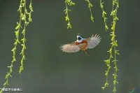 【古诗词鉴赏】宋代诗人杨万里《夏夜追凉》诗赏析