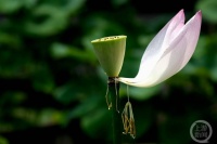 “盛夏”（106） | 上游主题摄影征稿作品展——周思岑作品