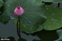 关于端午的10首诗词，这个假期一起来读！