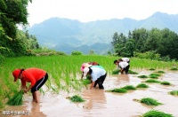 【古诗词鉴赏】唐代诗人布袋和尚《插秧偈》诗赏析