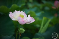 “盛夏”（123） | 上游主题摄影征稿作品展——付红作品