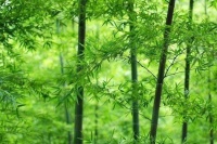 诗词丨清风朗月鸣蝉，纳凉赏月尽欢