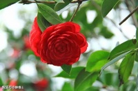 人民日报评出中国历史上高水平的40首诗词（收藏背诵）