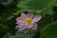 品鉴 | 夏日赏荷 悦目爽心