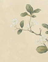 苏州的夏天，是茉莉味的