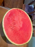 验瓜师，每天拍瓜上万个！