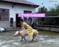38岁女子穿“黄色战袍”骑猪冲锋，亲妈看到后嘲讽：难怪嫁不出去