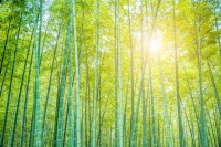 竹：黄河流域“削竹纪事”的年代