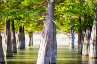 柏：穿透阴阳两界的神树