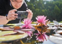 北海2万平方米“小海荷花”将盛放