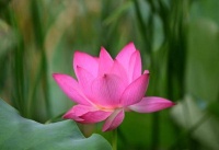 福州：七月荷花绽满塘