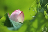 “盛夏”（148） | 上游主题摄影征稿作品展——谭昌藩作品