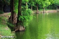 【古诗词鉴赏】宋代诗人陆游《幽居初夏》诗赏析