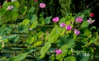 行游陕西 | 渭南：夏日荷花别样红
