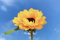 一个女人，有这一个特质，人生绝对是大女主