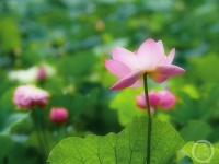 “盛夏”（154） | 上游主题摄影征稿作品展——万淑兰作品