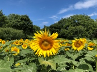 郑州植物园2万株向日葵花绽开