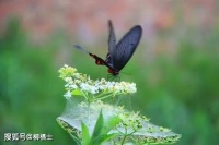 【古诗词鉴赏】宋代词人苏轼《满庭芳·蜗角虚名》词赏析