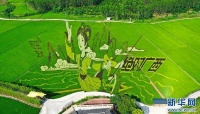 广西宾阳：稻田画卷里的“刘三姐”