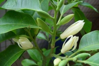 夜雨丨程龙：夏日里温柔的芬芳