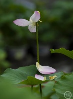 “盛夏”（165） | 上游主题摄影征稿作品展——张美玲作品