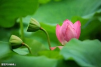 【古诗词鉴赏】元代诗人唐珙《题龙阳县青草湖》诗赏析