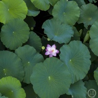 “盛夏”（168） | 上游主题摄影征稿作品展——李炎作品