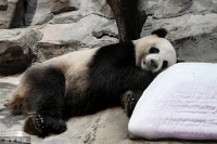 小暑节气后，为何被称为“伏天”？