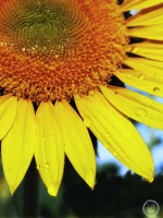 “盛夏”（179） | 上游主题摄影征稿作品展——林治军作品