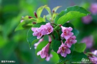 【古诗词鉴赏】宋代诗人陆游《观村童戏溪上》诗赏析