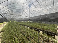 信阳市浉河区：深山种下“致富兰”