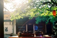 白茶可以冷泡吗 冷泡白茶方法分享