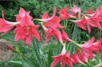 头条大赛（第19季）丨杨莙：想起了朱顶红