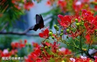 【古诗词鉴赏】唐代诗人韦应物《淮上喜会梁州故人》诗赏析