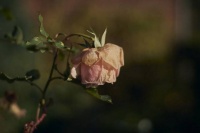 夜雨丨黎均平：生活絮语