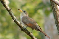 夜雨丨屿夫：品读山镇的夏日（组诗）