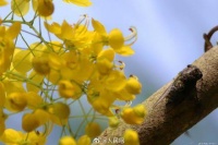 是夏天啊！明黄色的小花开满枝头