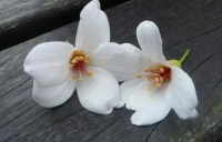 为什么有的人会没有朋友，庄子告诉你答案