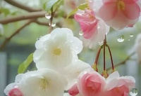 传统文化测字六神五言作用歌