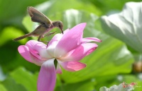 荷花盛时苇莺随 花香飘溢闻莺啼